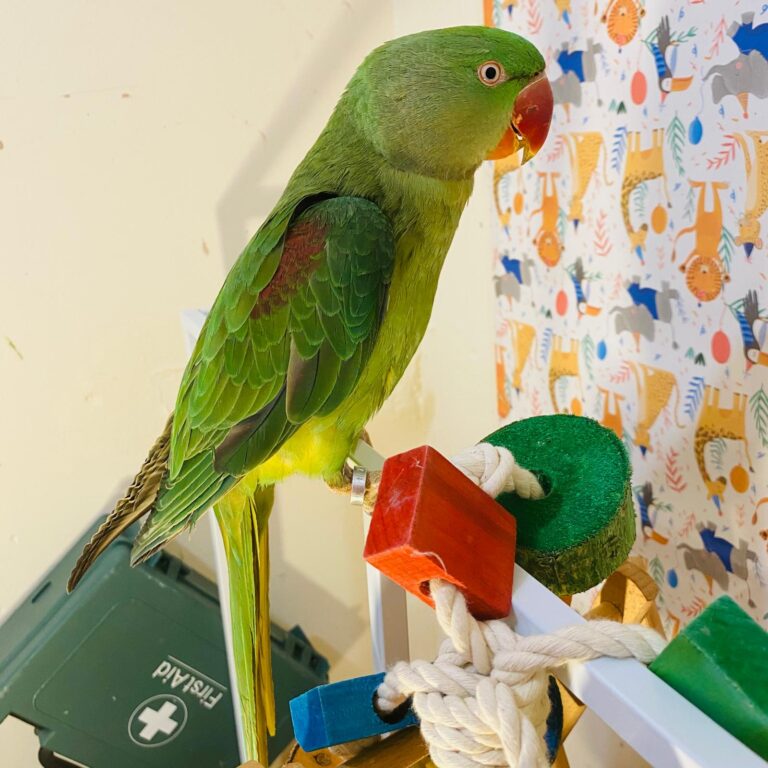 Alexandrine Parrot