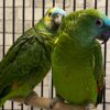 Amazon Parrot