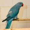 Blue Indian Ringnack Parrot