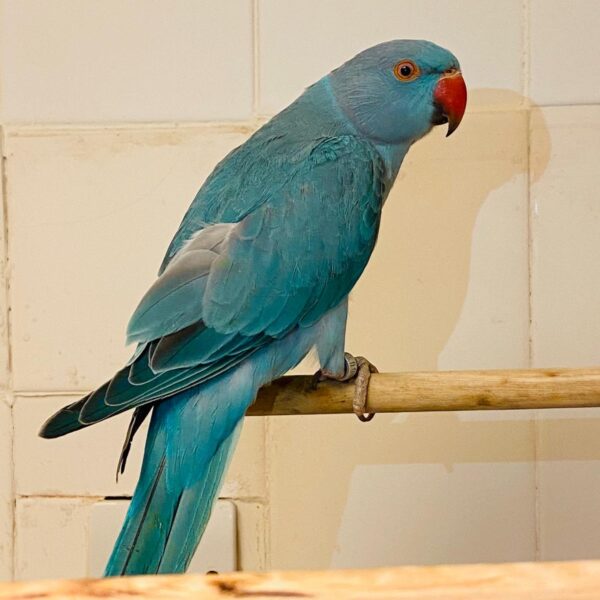 Blue Indian Ringnack Parrot