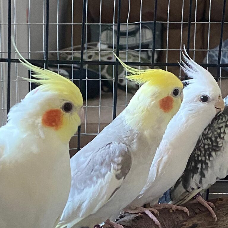 Cockatiels