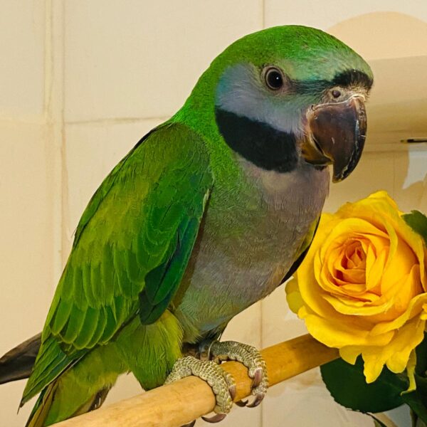 Darbyan Parrot