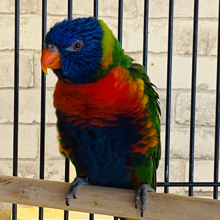 Lorikeet
