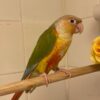 Pineapple Parrot