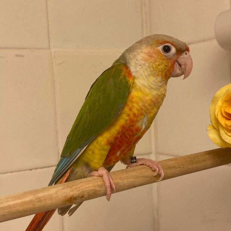 Pineapple Parrot